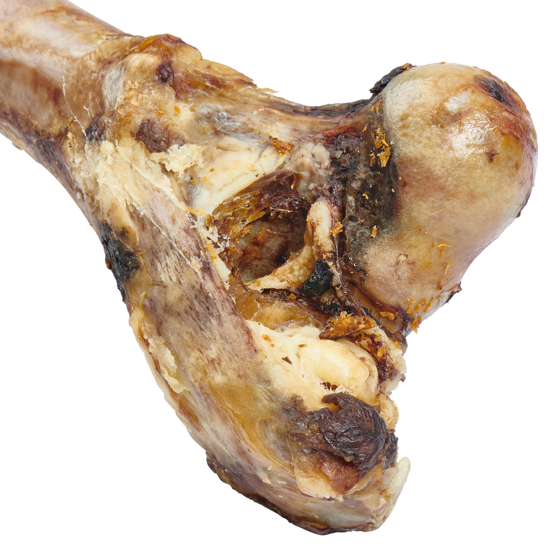 Giant Grass-Fed Beef Femur Bone ( Large Dogs)