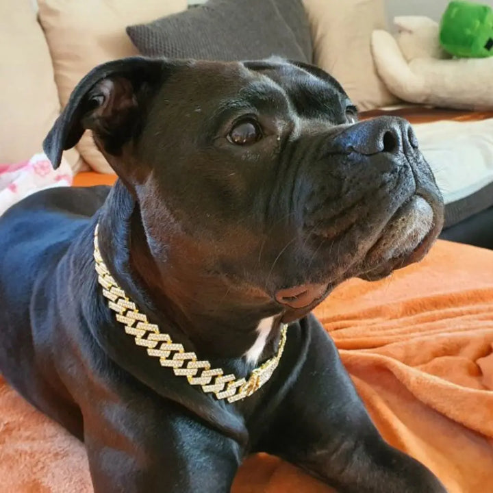 Luxury Dog Chain Collar with Diamonds