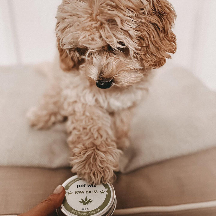 Organic Paw and Nose Balm for Dogs